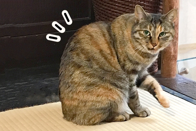 転ばぬ先の杖のイメージ写真