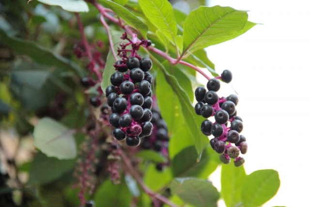 似て非なるもののイメージ写真