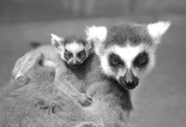 似て非なるもののイメージ写真