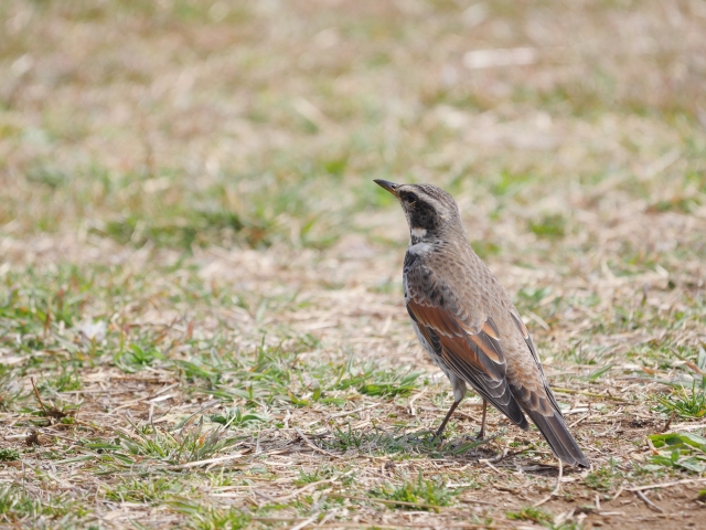 立つ鳥跡を濁さずのイメージ写真