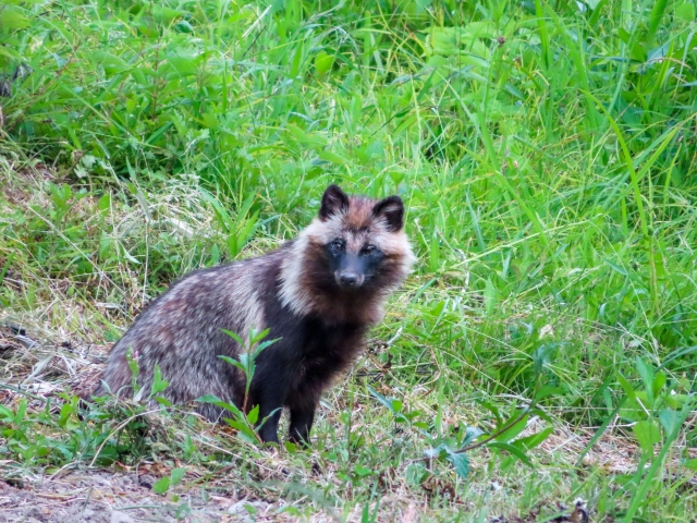 捕らぬ狸の皮算用のイメージ写真