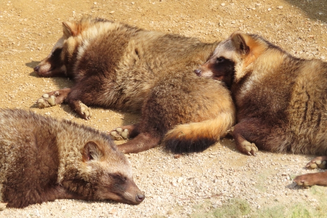 捕らぬ狸の皮算用のイメージ写真