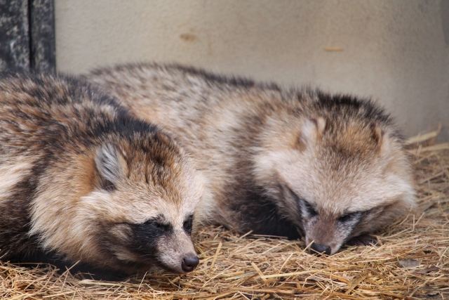 捕らぬ狸の皮算用のイメージ写真