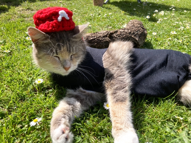 馬子にも衣装のイメージ写真