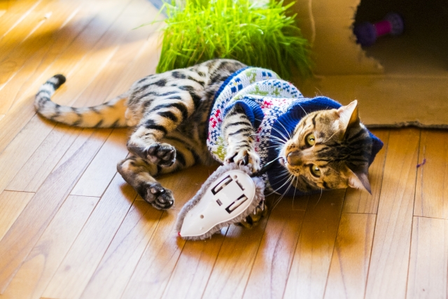 馬子にも衣装のイメージ写真