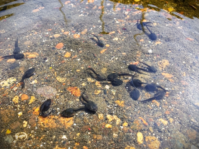 蛙の子は蛙のイメージ写真