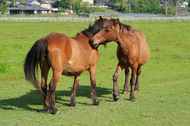 行き掛けの駄賃のイメージ写真