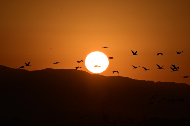 鶴の一声のイメージ写真