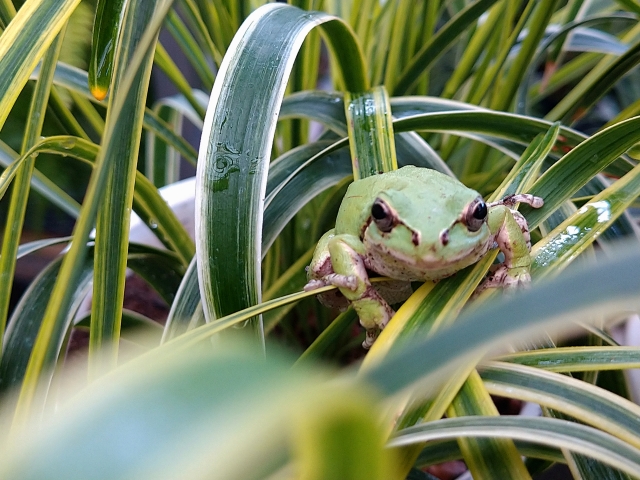 蛙の子は蛙のイメージ写真
