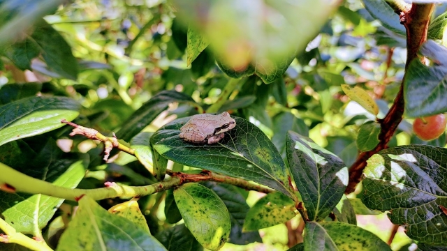 蛙の子は蛙のイメージ写真