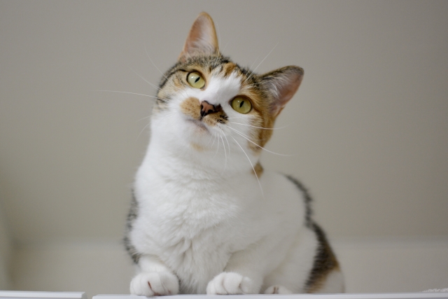 沈黙は金のイメージ写真