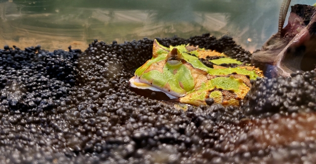 蛙の子は蛙のイメージ写真