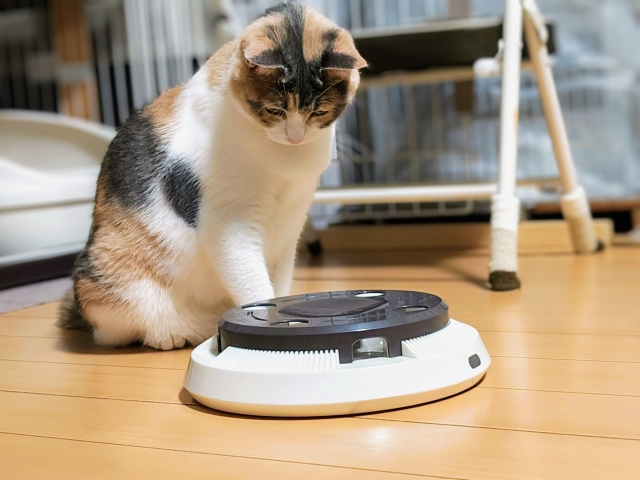 怪我の功名の猫の写真