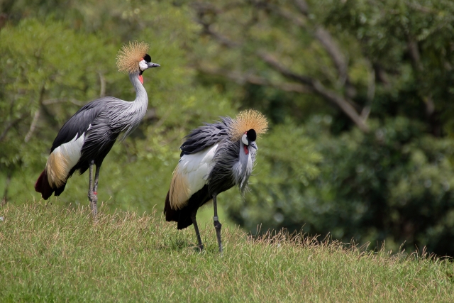 鶴の一声のイメージ写真
