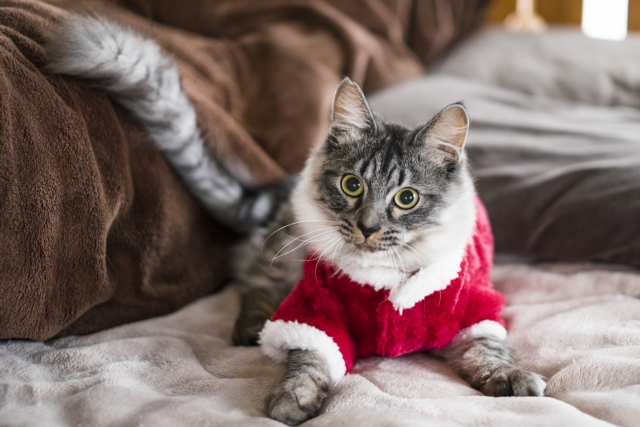 馬子にも衣装のイメージ写真