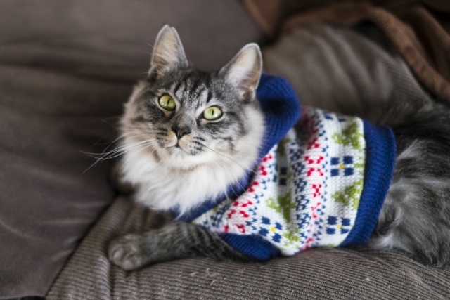 馬子にも衣装のイメージ写真