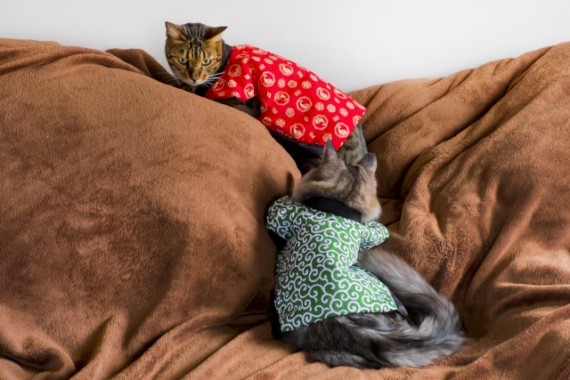 馬子にも衣装のイメージ写真