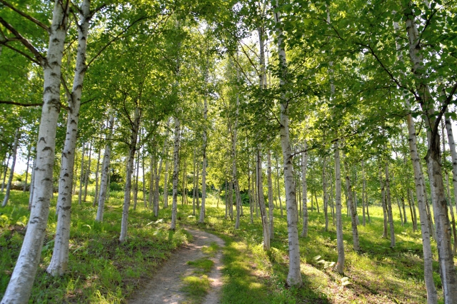 フェードアウトのイメージ写真