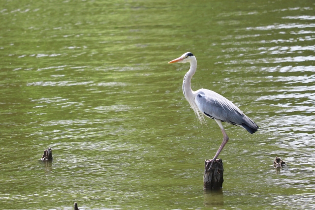 立つ鳥跡を濁さずのイメージ写真