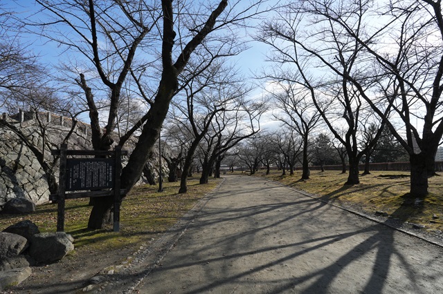 盛岡城址公園の桜並木の風景写真