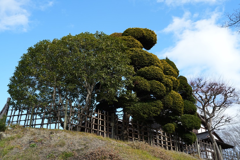 松島さん策の風景写真