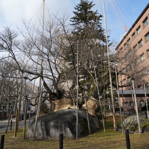 1月の石割さくらの風景写真