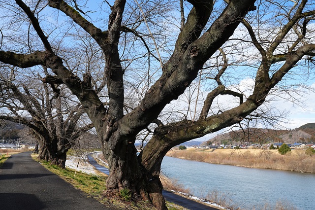 一目千本桜の咲く前の3月初めの風景