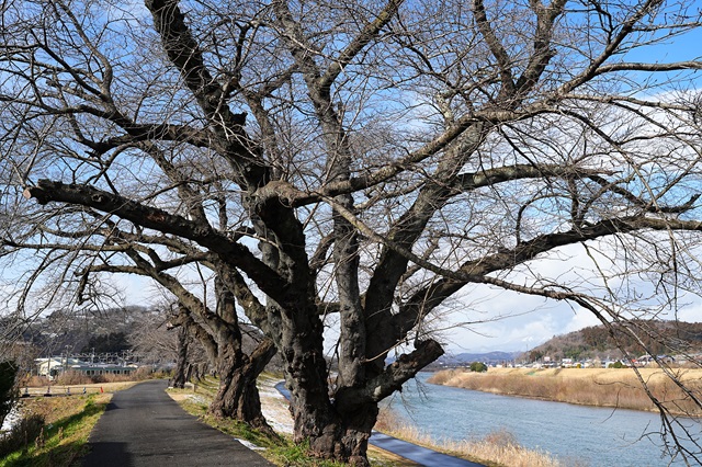 一目千本桜の咲く前の3月初めの風景