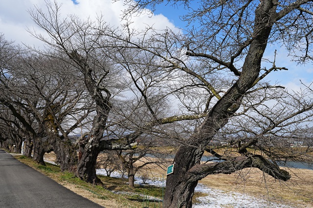 一目千本桜の咲く前の3月初めの風景