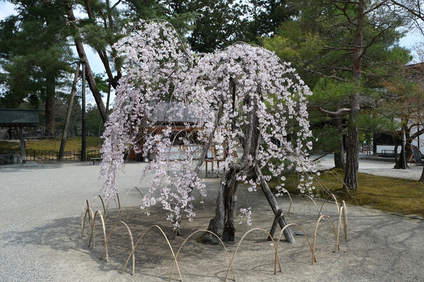 毛越寺の桜 