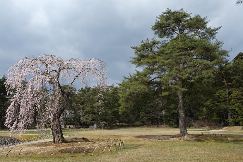 毛越寺の桜