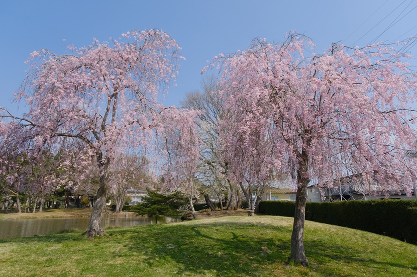 観自在王院跡の桜