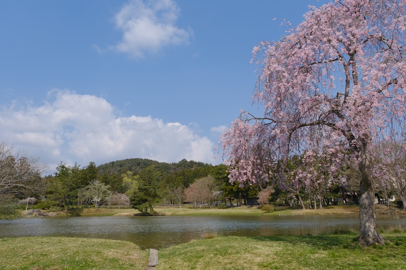 観自在王院跡の桜