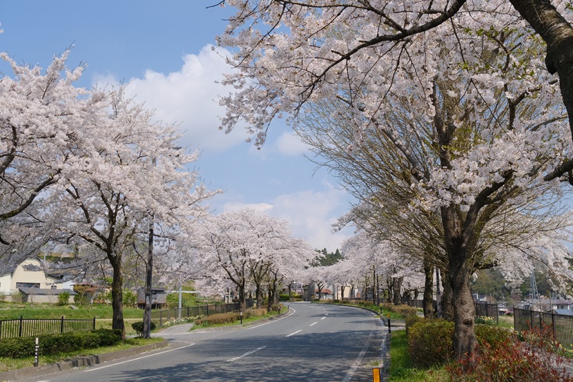平泉駅から中尊寺に行く途中の桜