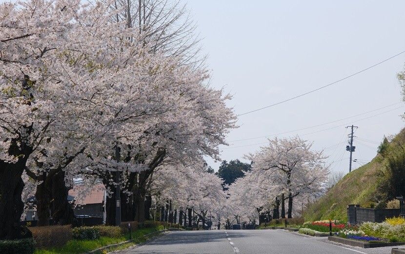 平泉駅から中尊寺に行く途中の桜