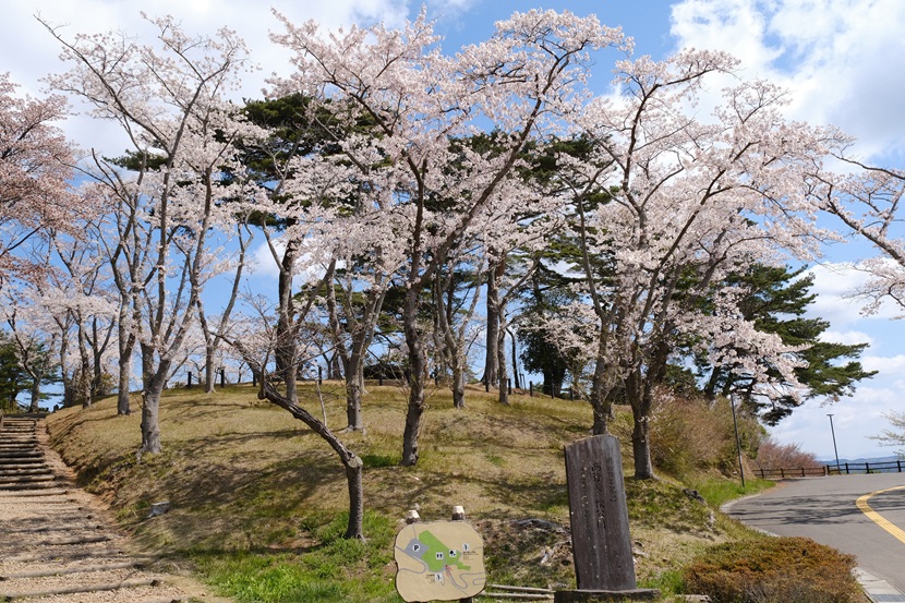 西行戻しの松公園の満開の桜