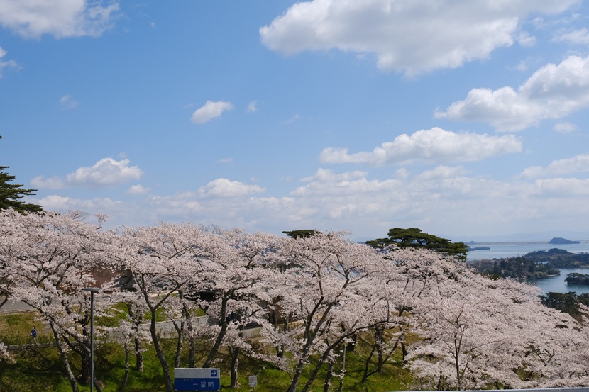 西行戻しの松公園の満開の桜