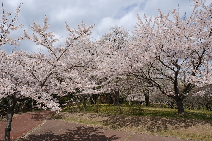 松島四大観「偉観」（多聞山）の桜の写真