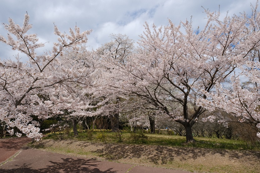 松島四大観「偉観」（多聞山）の桜の写真
