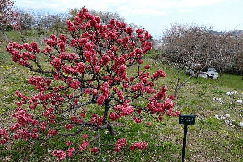 松島四大観「偉観」（多聞山）の春の風景写真