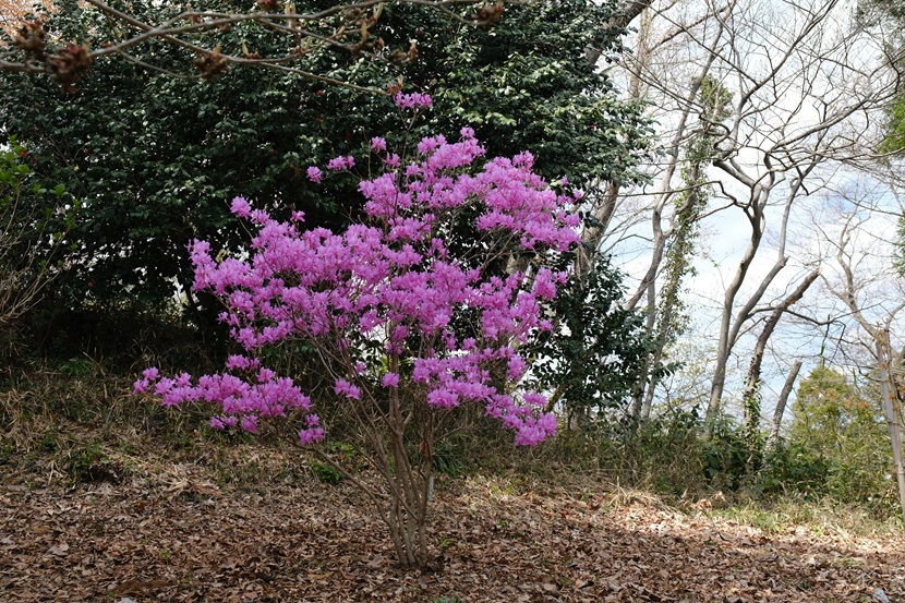 松島四大観「偉観」（多聞山）の春の風景写真