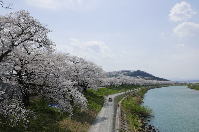 一目千本桜の満開