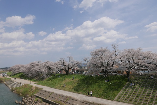 一目千本桜の満開