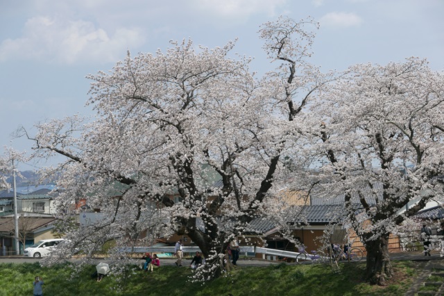 一目千本桜の満開