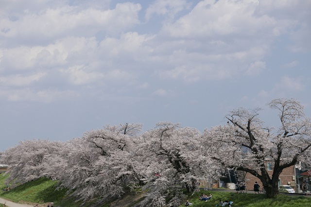 一目千本桜の満開