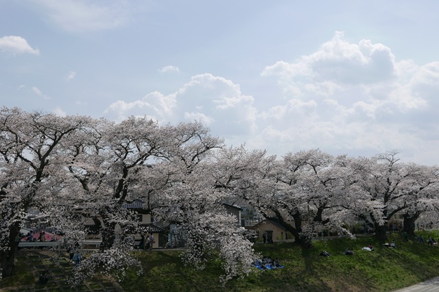 一目千本桜の満開