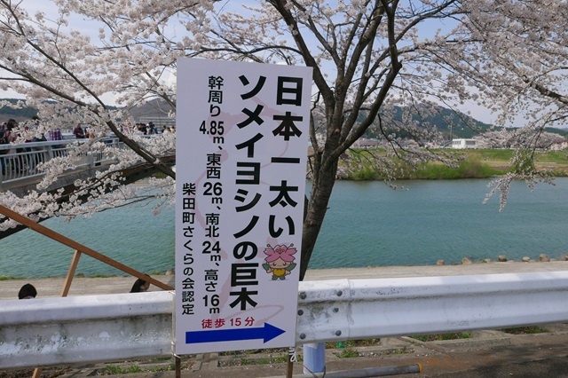 一目千本桜の満開