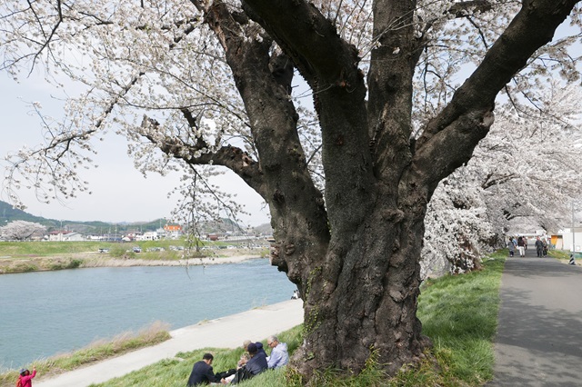 一目千本桜の満開