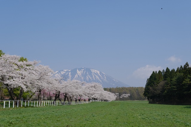 小岩井農場の桜の風景