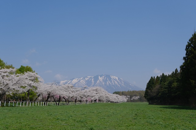小岩井農場の桜の風景